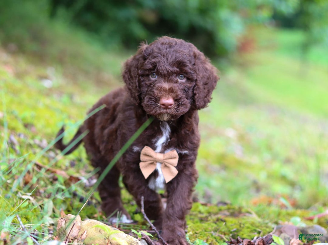 Goldendoodle dogs for sale: Baylor - Image 4
