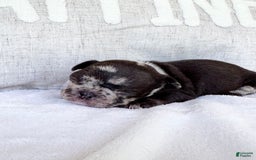 French Bulldog dogs for sale: Hope - Image 7
