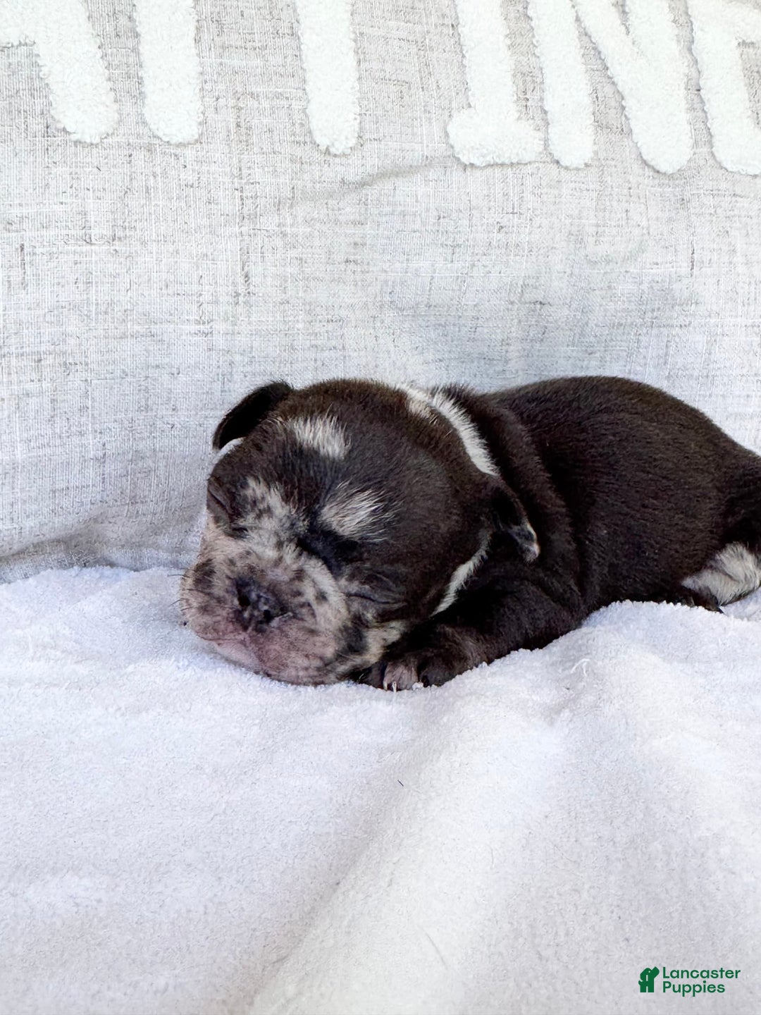 French Bulldog dogs for sale: Hope - Image 7