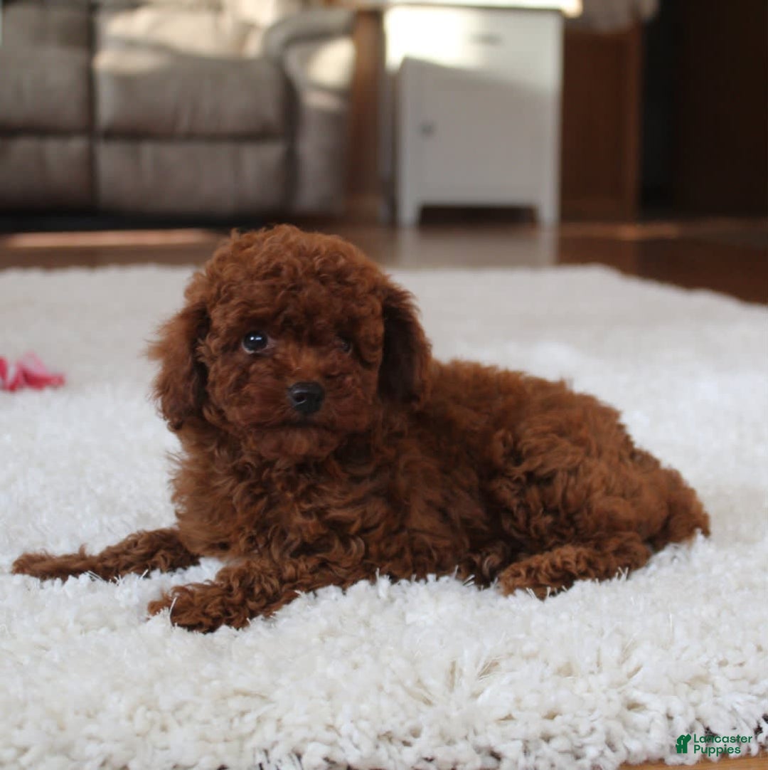 Toy Poodle dogs for sale: Elena - Image 2