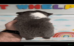 French Bulldog dogs for sale: Fluffy Panda Female - Image 2