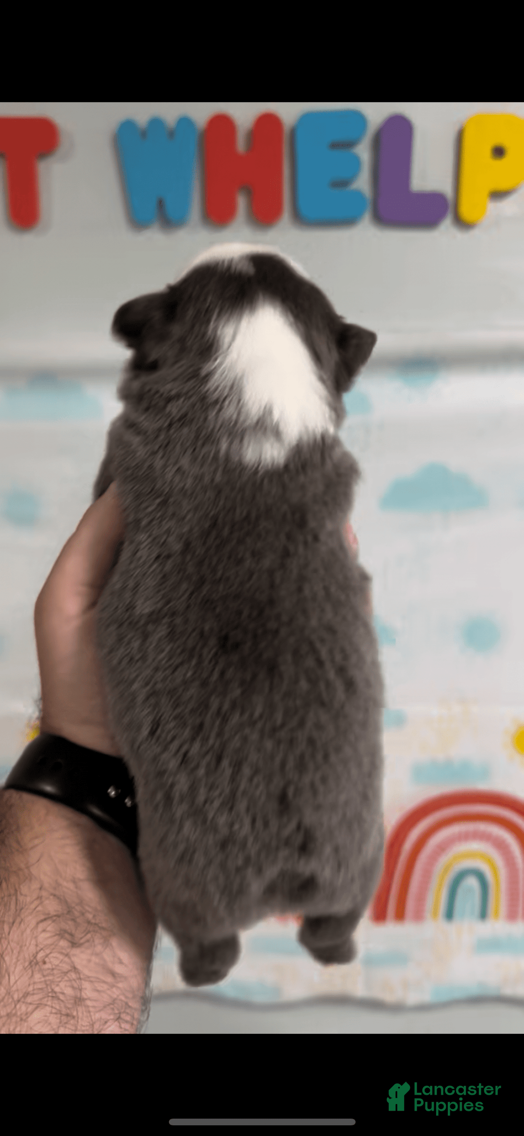 French Bulldog dogs for sale: Fluffy Panda Female - Image 2