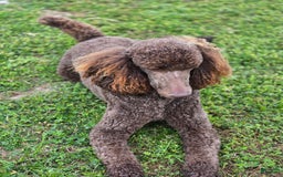 Standard Poodle dogs for sale: Palomino - Image 7