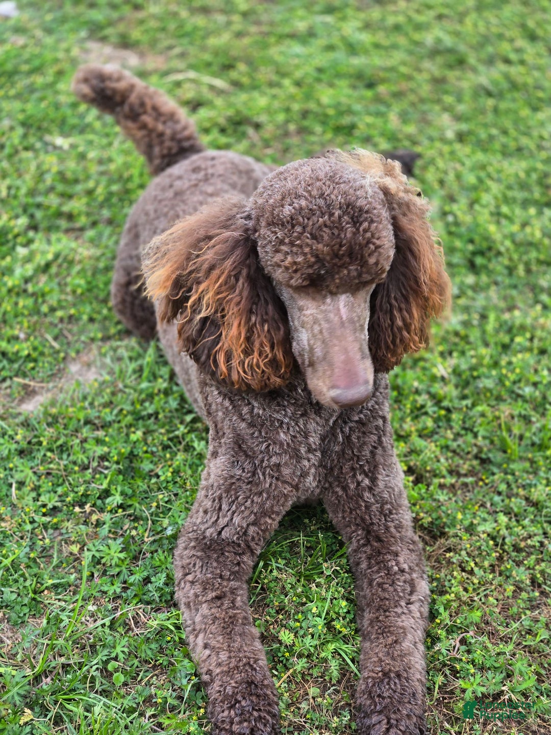 Standard Poodle dogs for sale: Palomino - Image 7