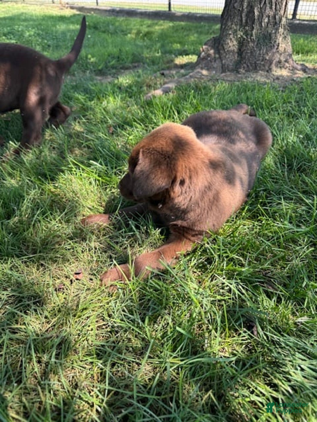 Labrador Retriever dogs for sale: Jimmy - Image 3