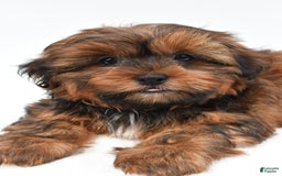 Shorkie dogs for sale: Nickle - Image 1