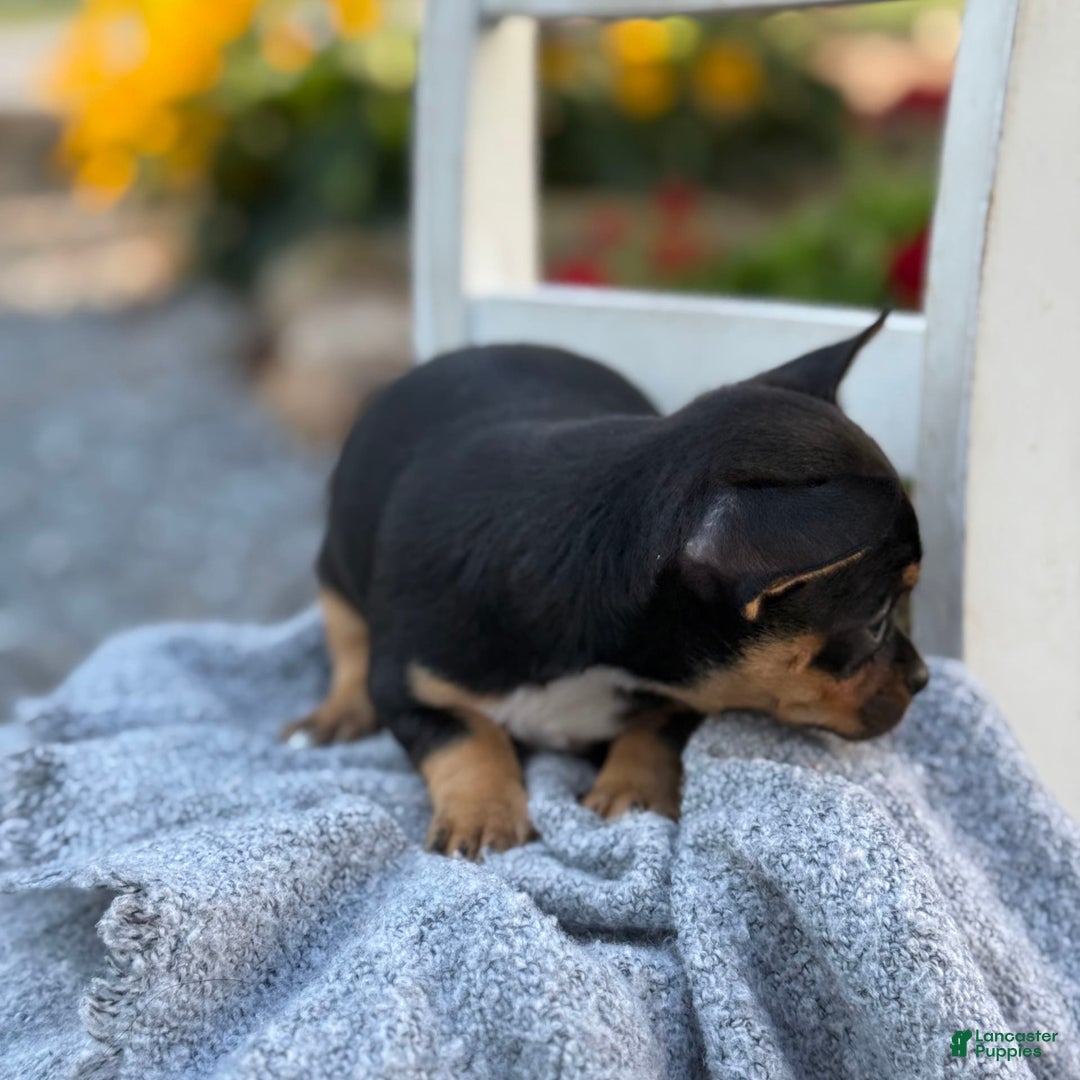 Chihuahua dogs for sale: Sprinkles - Image 9