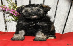 Miniature Schnauzer dogs for sale: Misty - Image 3