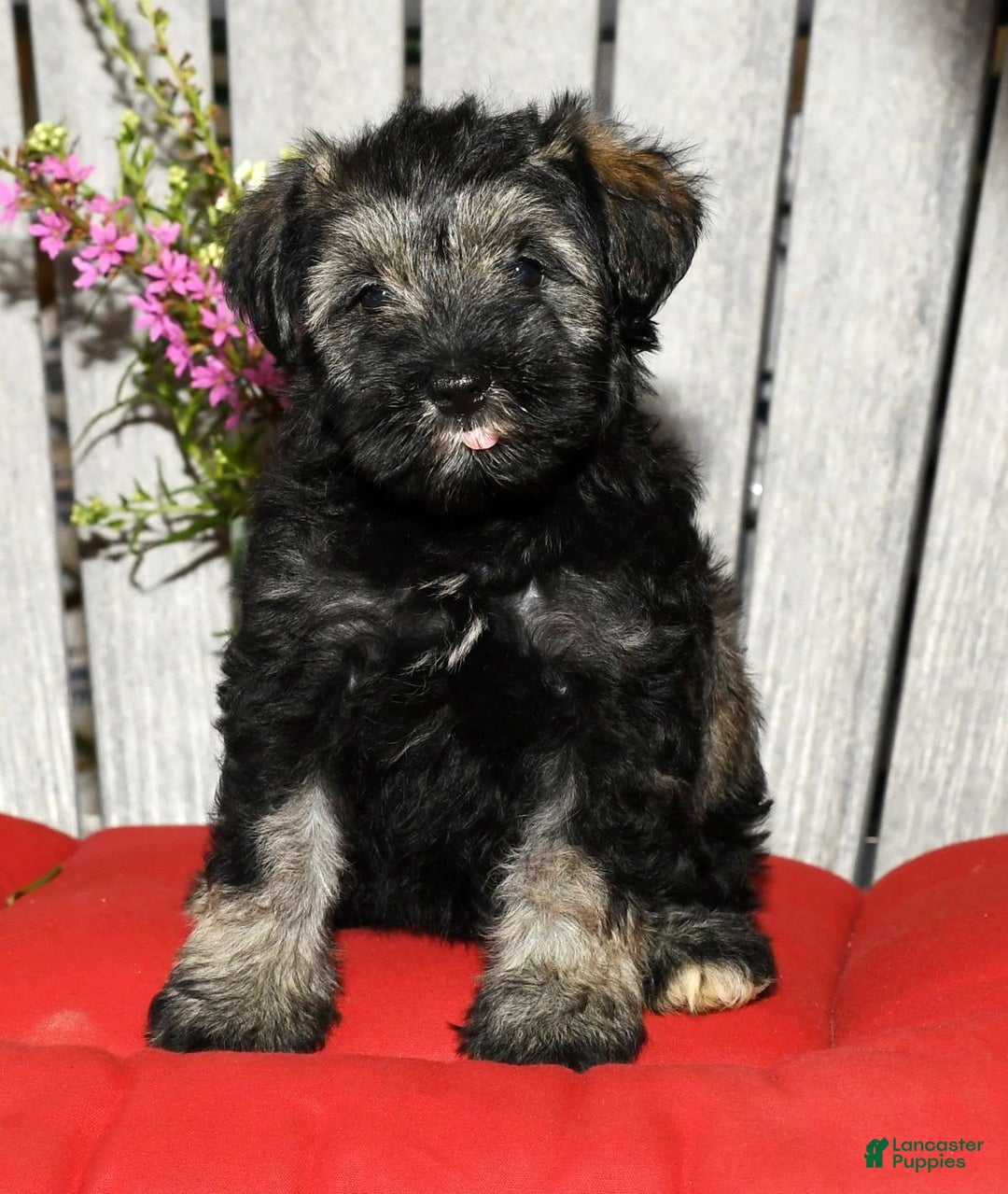 Miniature Schnauzer dogs for sale: Misty - Image 3