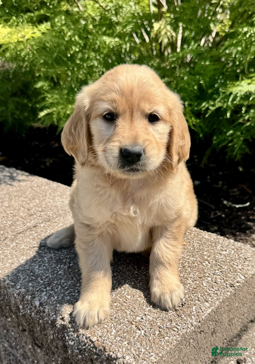 Golden Retriever dogs for sale: Flower - Image 7