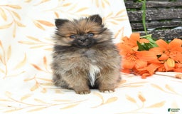 Pomeranian dogs for sale: Joy - Image 3