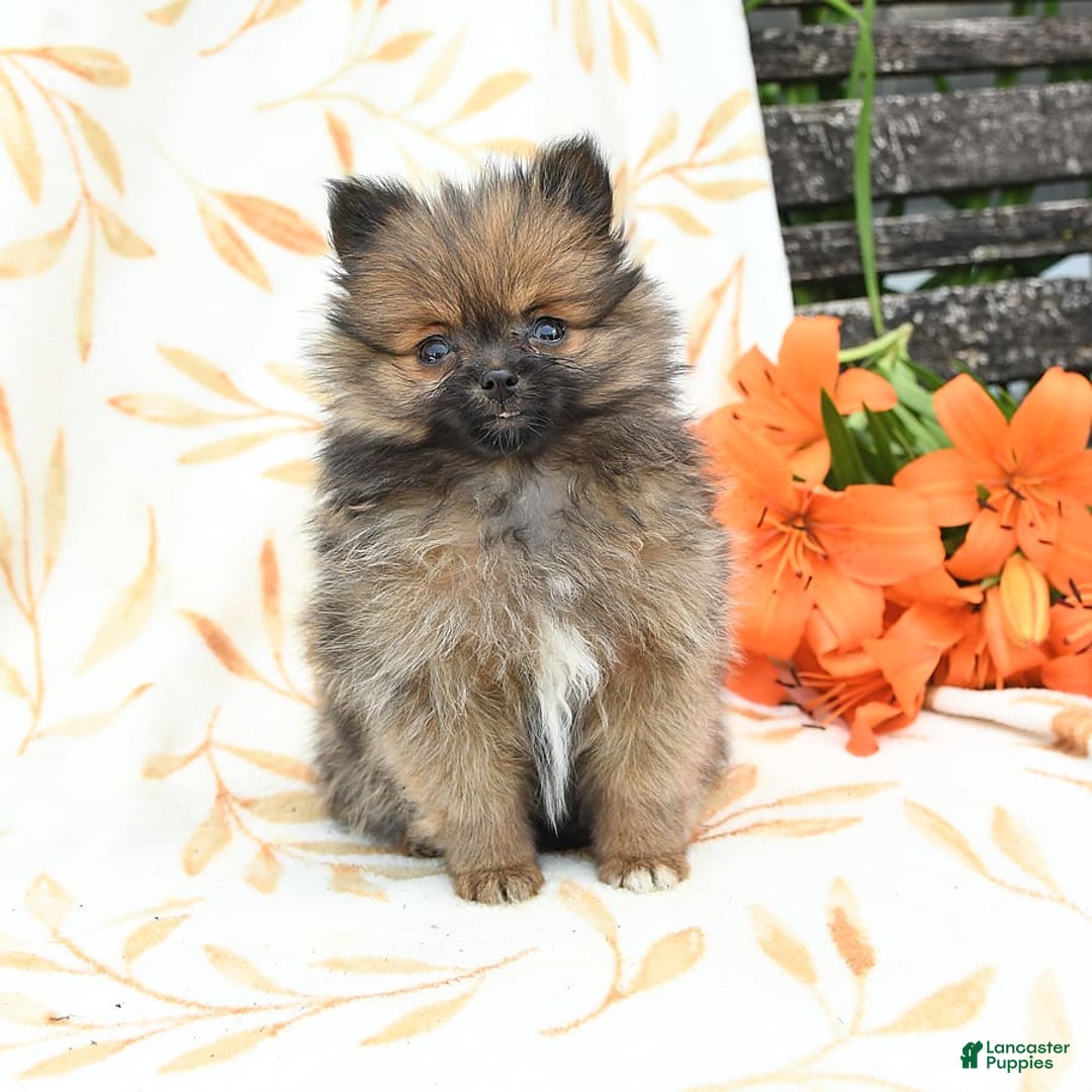 Pomeranian dogs for sale: Joy - Image 3