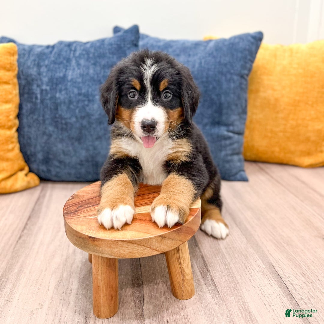 Bernese Mountain Dog dogs for sale: Dash - Image 5