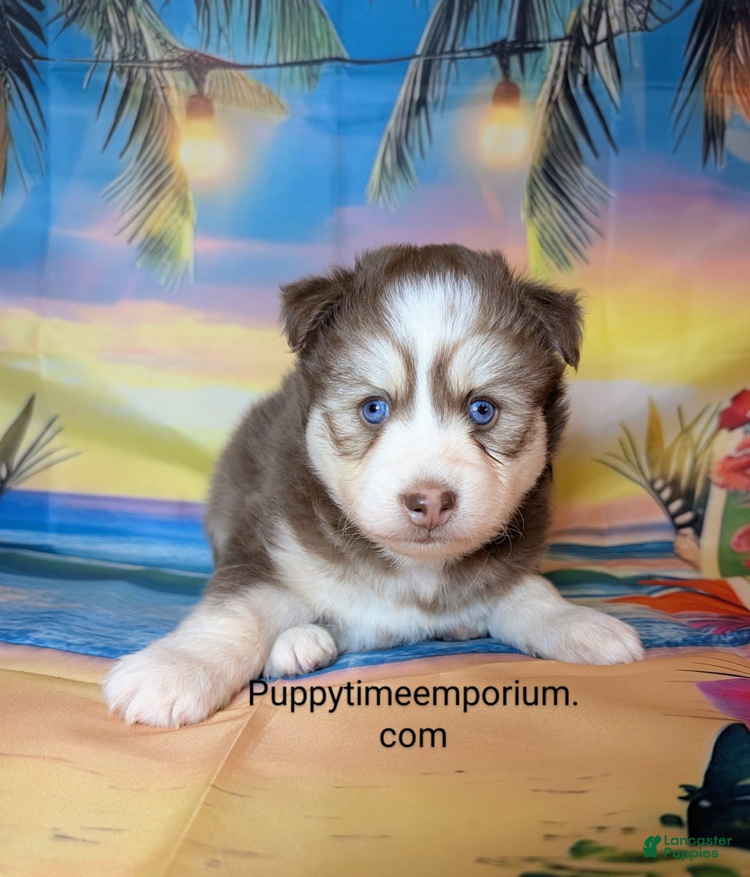 Pomsky dogs for sale: Hank - Image 4