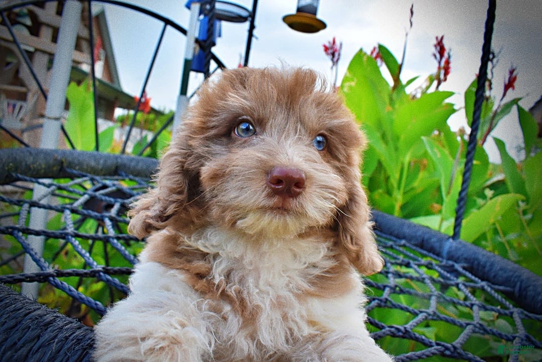 Havapoo dogs for sale: Bambam - Image 4