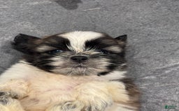 Shih Tzu dogs for sale: Shih Tzu Pups - Image 3