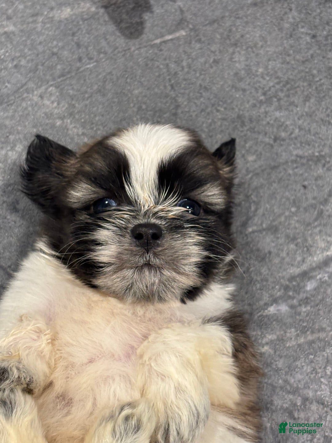 Shih Tzu dogs for sale: Shih Tzu Pups - Image 3