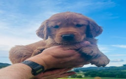 Golden Retriever dogs for sale: Rascal - Image 1