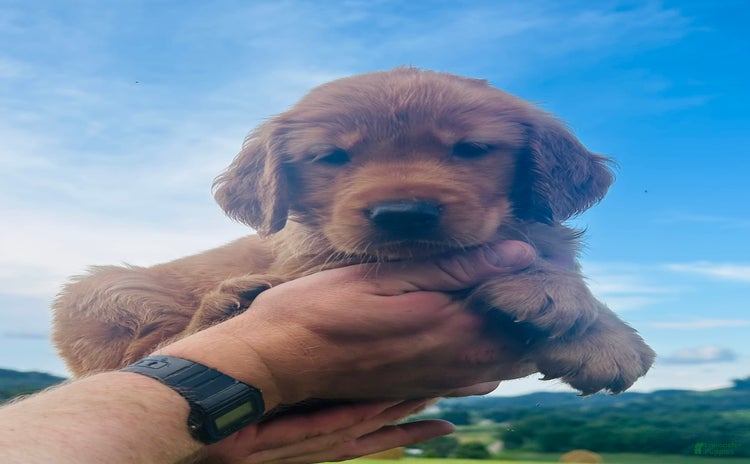 Golden Retriever dogs for sale - Ad 5