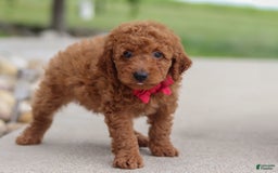Goldendoodle dogs for sale: Herbie - Image 13