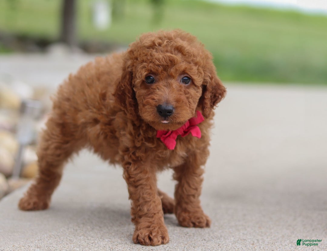 Goldendoodle dogs for sale: Herbie - Image 13