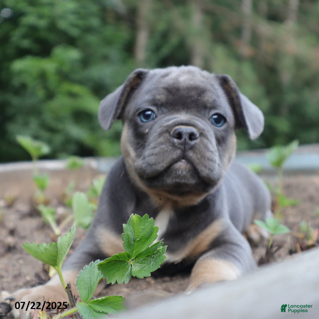 French Bulldog dogs for sale: Max - Image 2