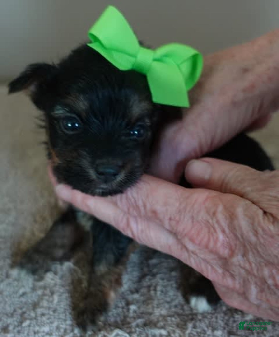 Yorkshire Terrier dogs for sale: Dodge - Image 16