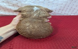 Cavapoo dogs for sale: Steve - Image 4