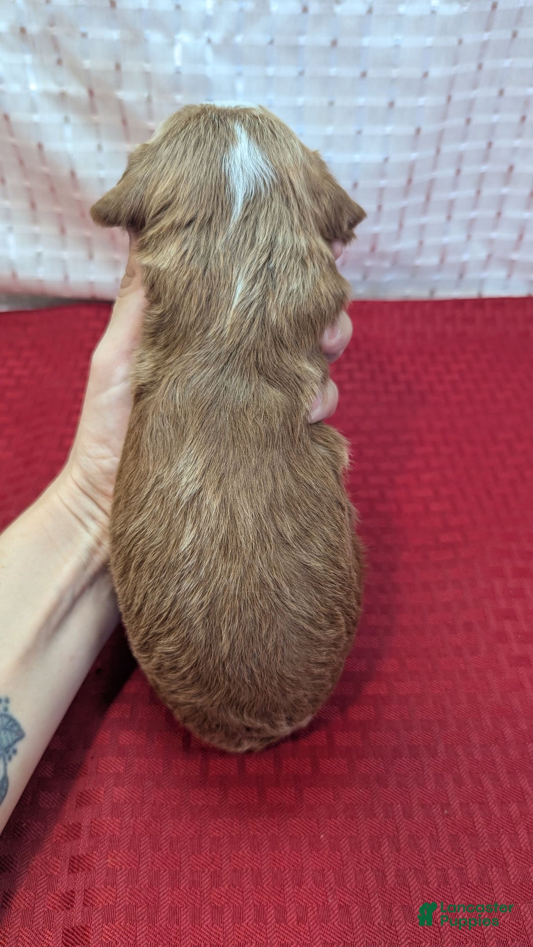 Cavapoo dogs for sale: Steve - Image 4
