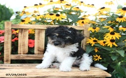 Rat Terrier dogs for sale: Bella - Image 2