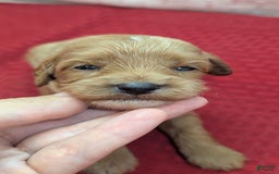 Cavapoo dogs for sale: Rex - Image 6