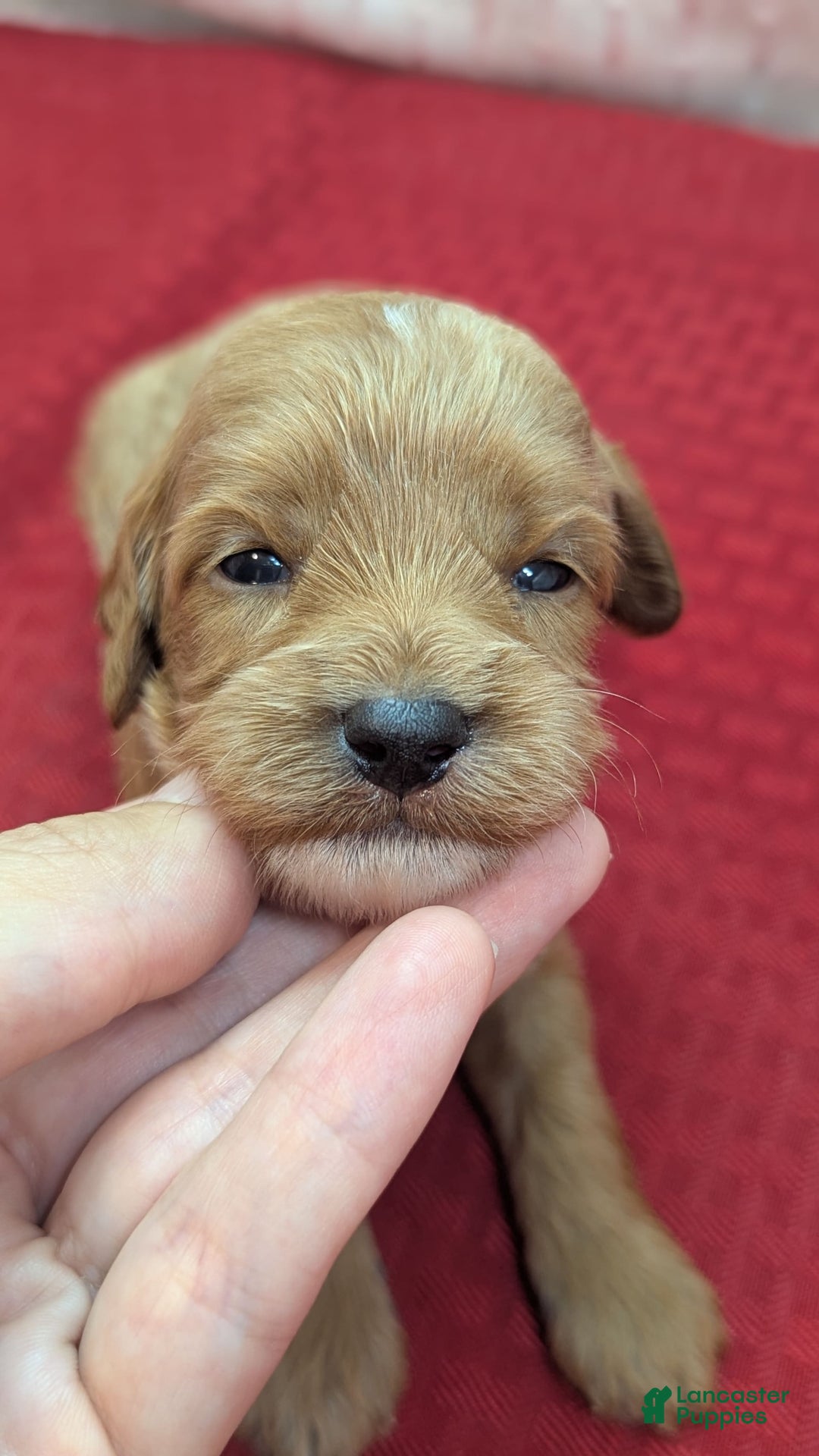 Cavapoo dogs for sale: Rex - Image 6