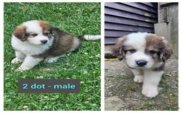 Bernese Mountain Dog dogs for sale: 2 Dot - Image 1