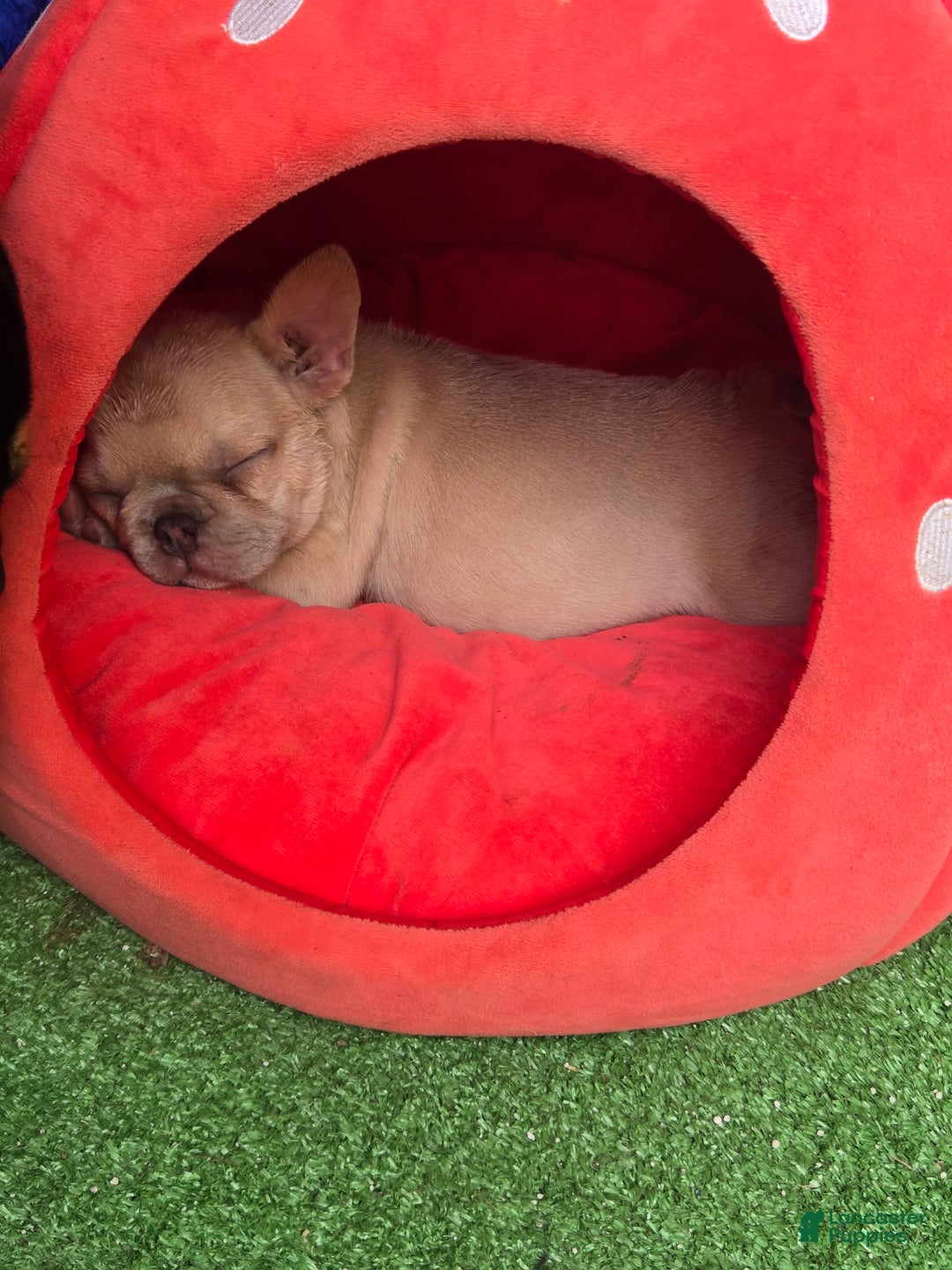 French Bulldog dogs for sale: Daisy - Image 23