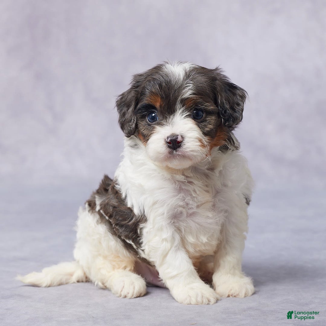 Cavapoo dogs for sale: Drake - Image 4