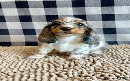 Dachshund dogs for sale: Daniel - Image 1