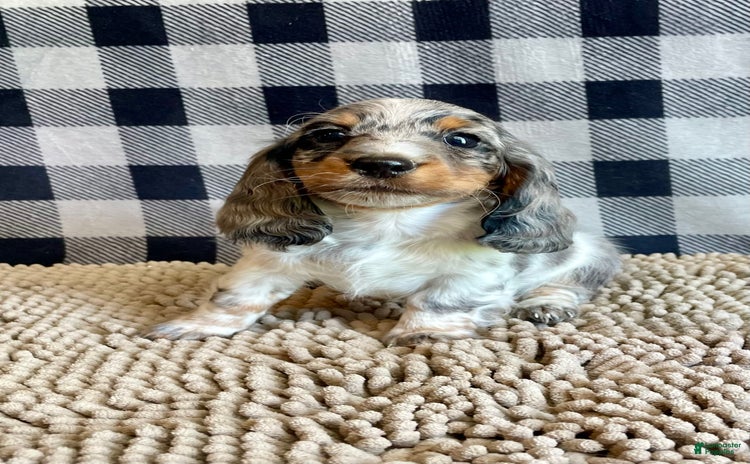 Dachshund dogs for sale - Ad 3