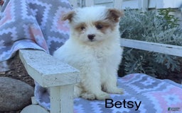 Miniature Poodle dogs for sale: Betsy - Image 3
