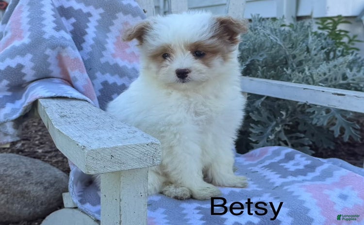 Miniature Poodle dogs for sale - Ad 5