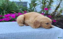 Golden Retriever dogs for sale: Tristan - Image 2