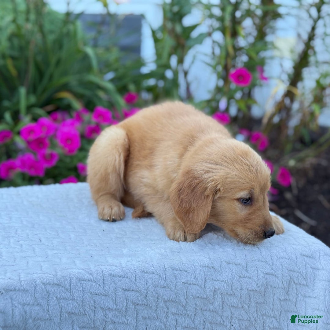 Golden Retriever dogs for sale: Tristan - Image 2