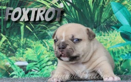 American Bully dogs for sale: Foxtrot - Image 9