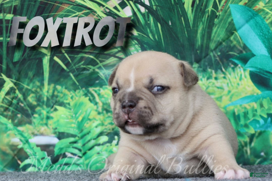 American Bully dogs for sale: Foxtrot - Image 9