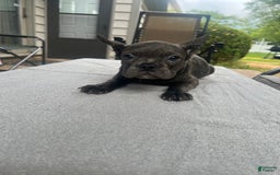 French Bulldog dogs for sale: Puppy 3 - Image 3