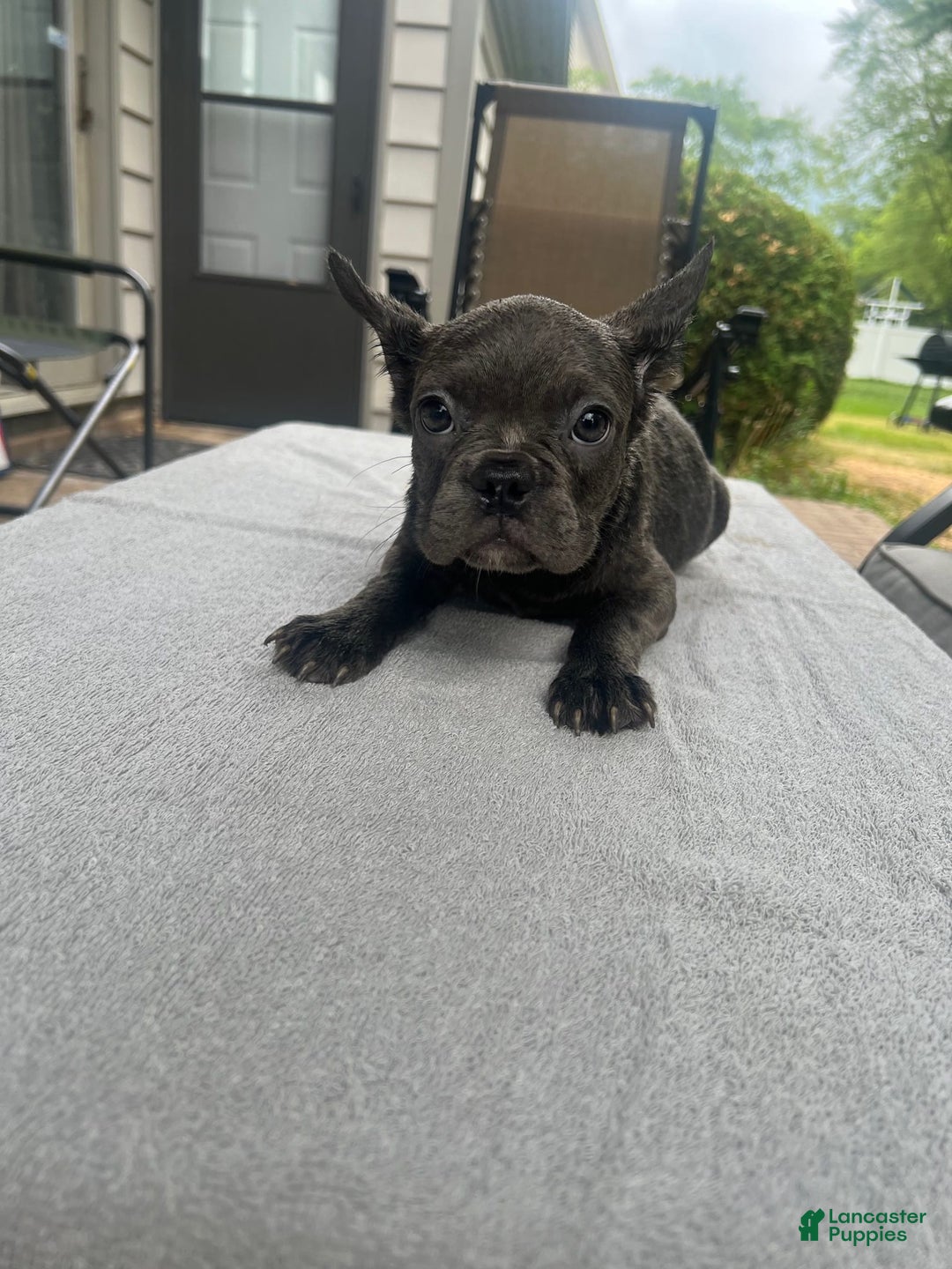 French Bulldog dogs for sale: Puppy 3 - Image 3