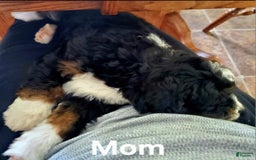 Mini Bernedoodle dogs for sale: Mason - Image 3