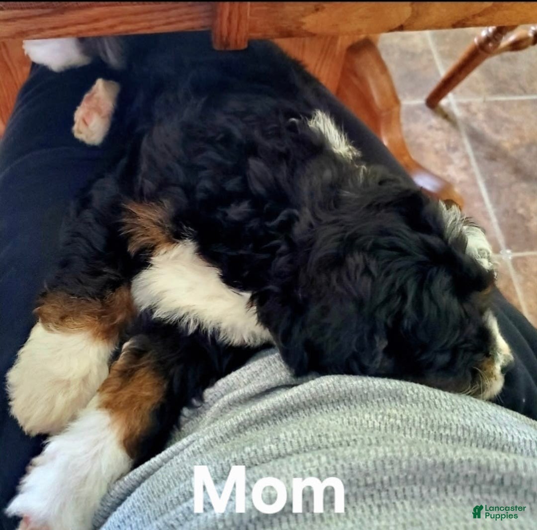 Mini Bernedoodle dogs for sale: Mason - Image 3