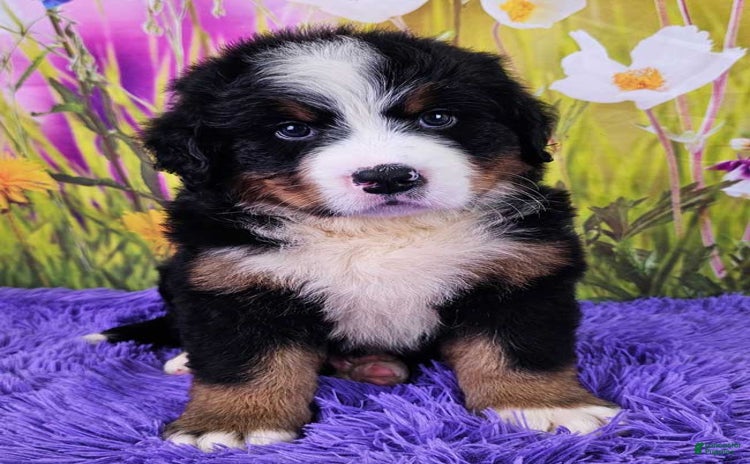Bernese Mountain Dog dogs for sale - Ad 3