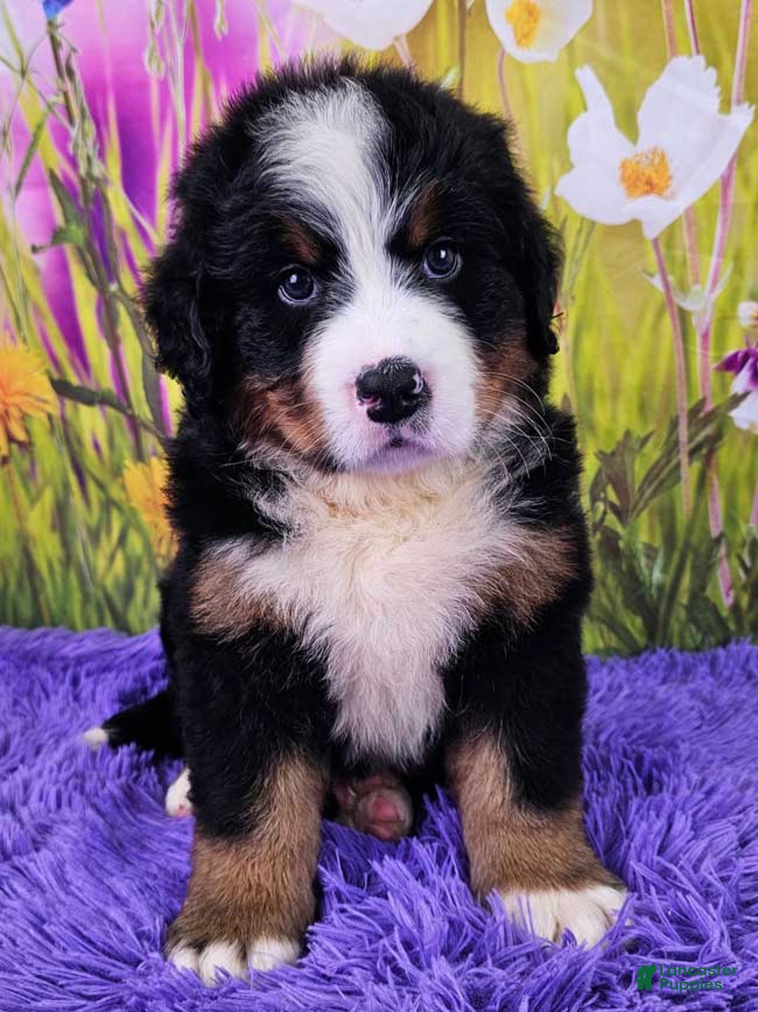 Bernese Mountain Dog dogs for sale: Sunset - Image 1