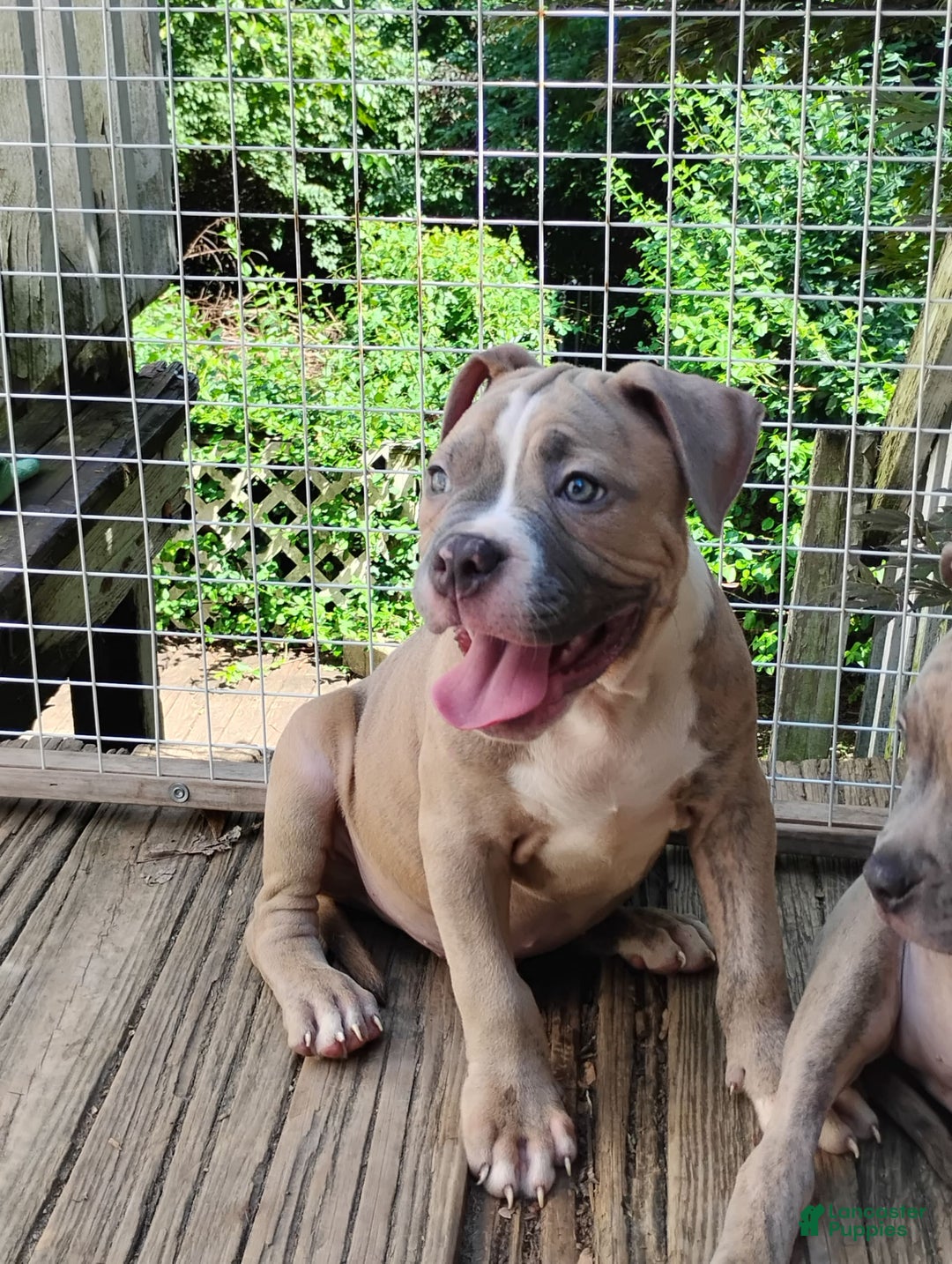 American Bully dogs for sale: Tony - Image 7